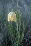 Fritillaria meleagroides