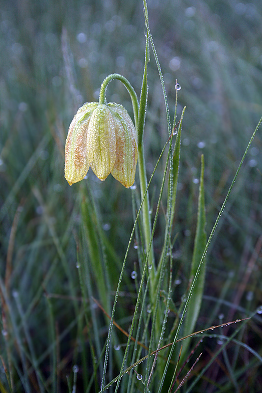 Изображение особи Fritillaria meleagroides.