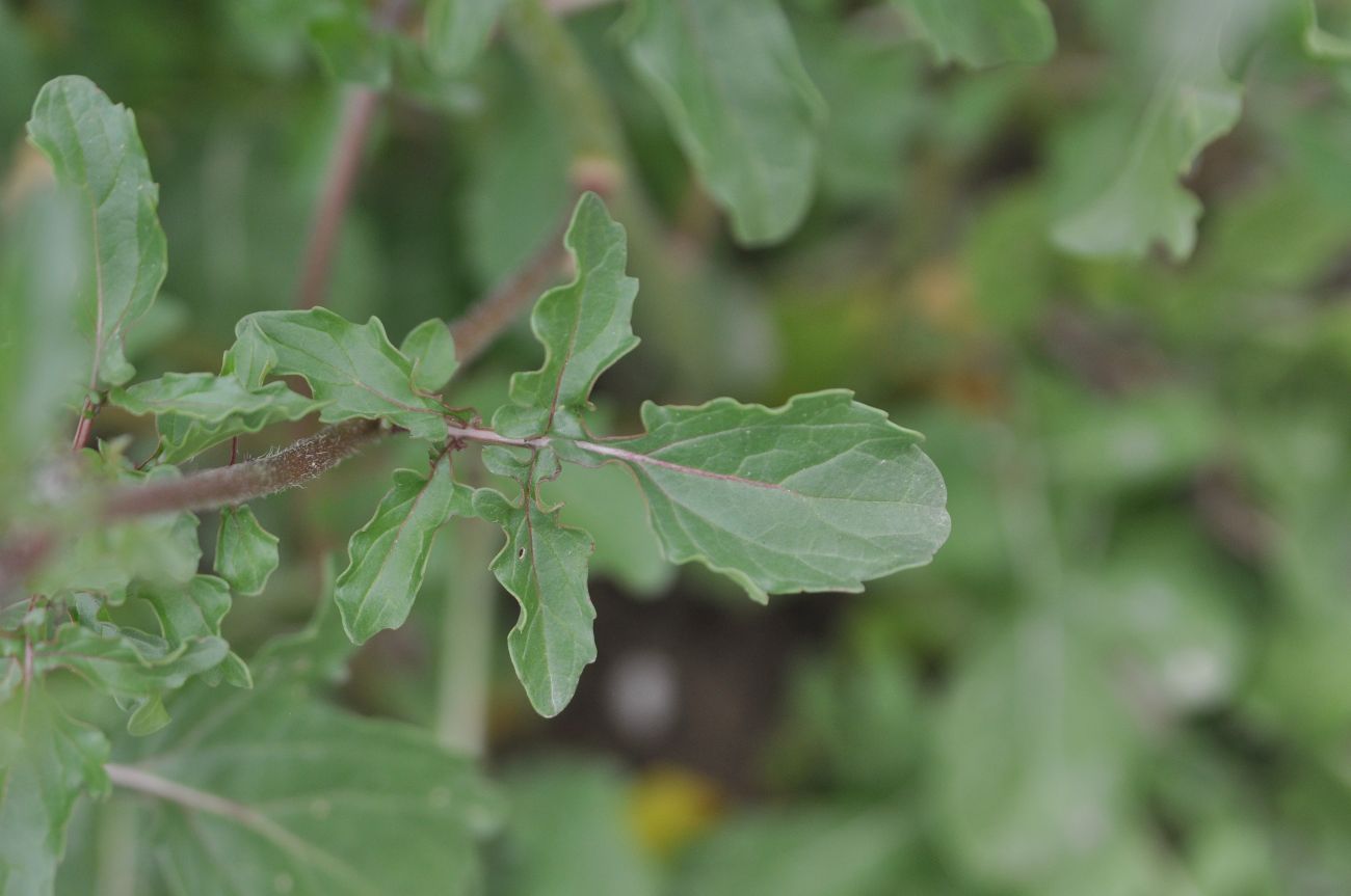 Изображение особи Eruca sativa.