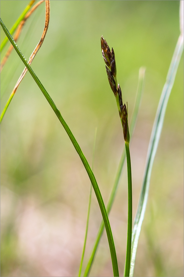 Image of Carex praecox specimen.