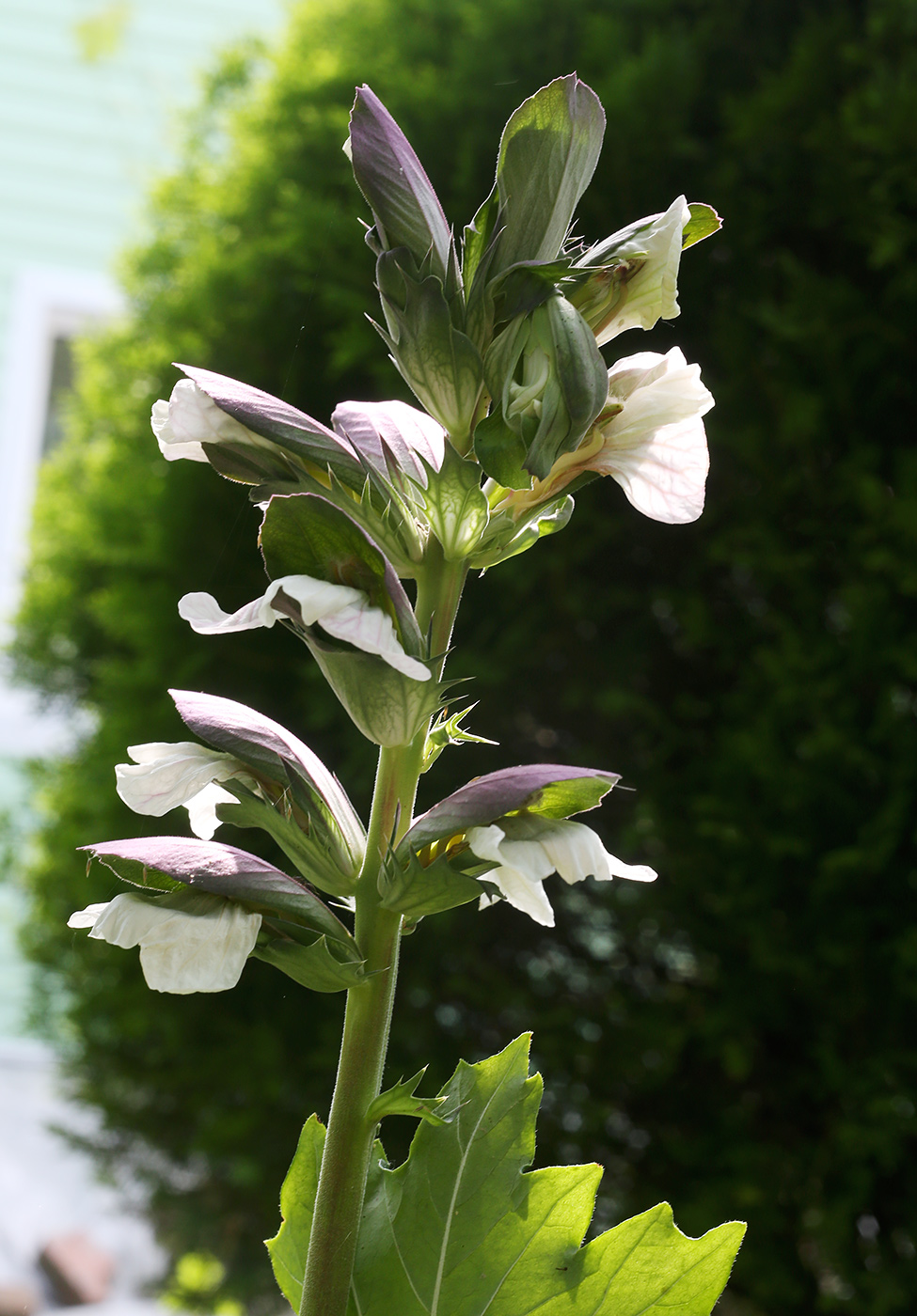 Image of Acanthus mollis specimen.