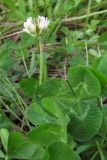 Trifolium repens. Цветущее растение. Крым, Севастополь, окр. ст. Инкерман-2. 7 июля 2010 г.