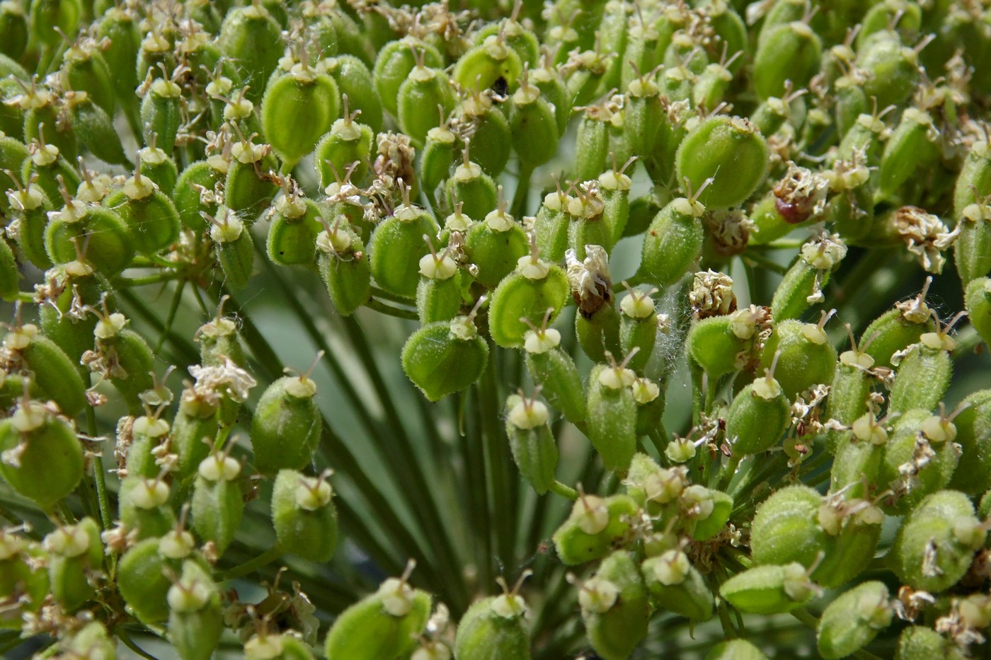 Image of Heracleum stevenii specimen.