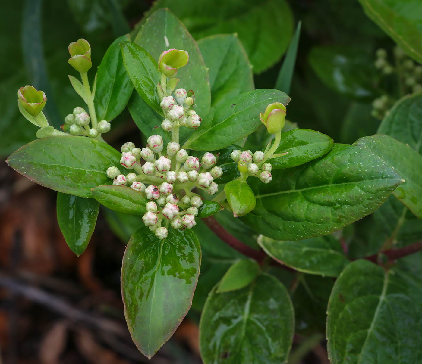 Image of Hydrangea paniculata specimen.