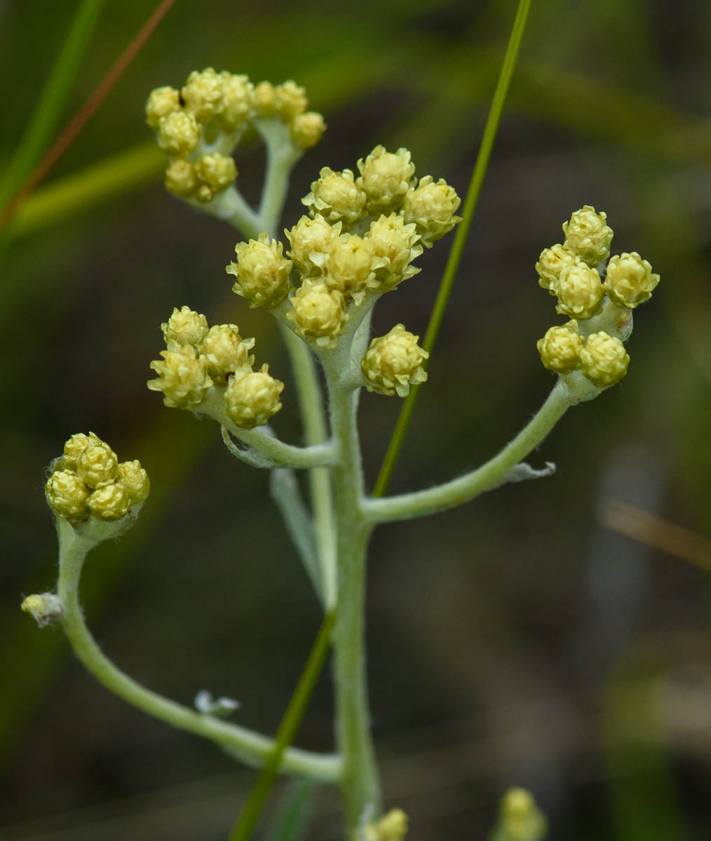 Image of Helichrysum arenarium specimen.