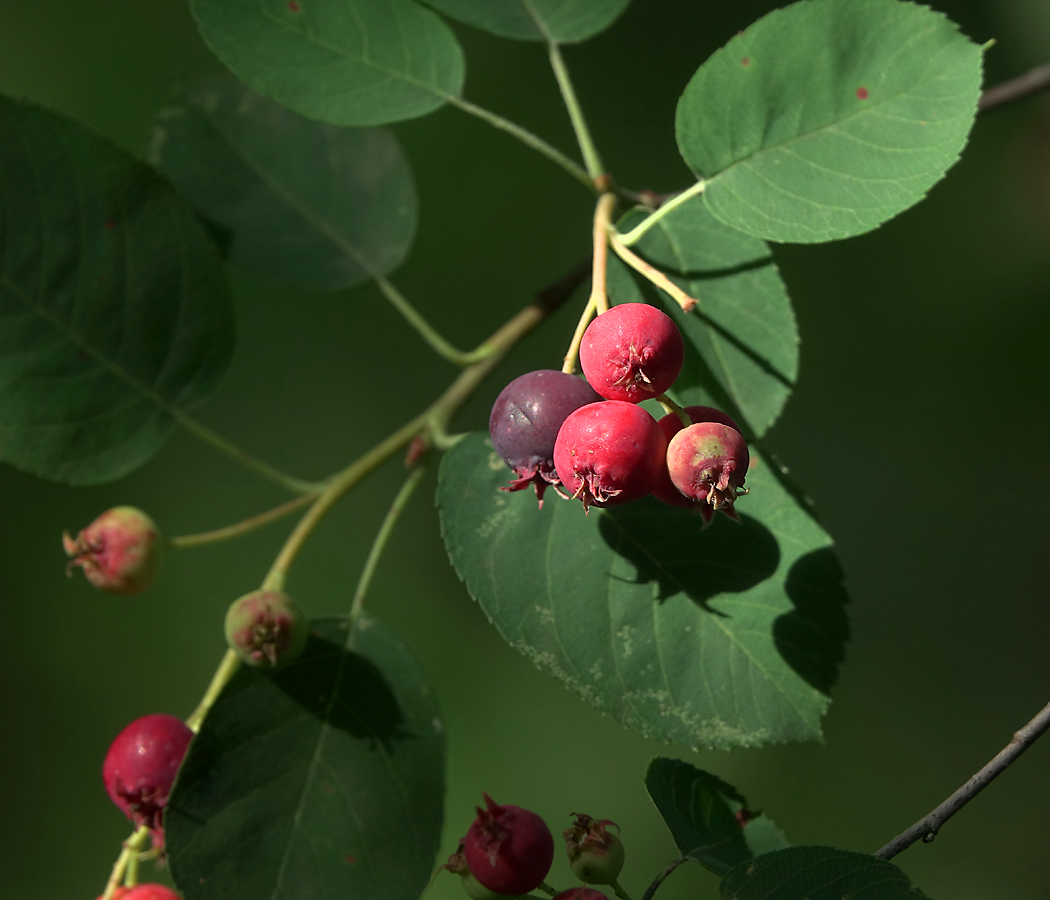 Image of Amelanchier spicata specimen.