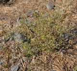 Pulicaria arabica