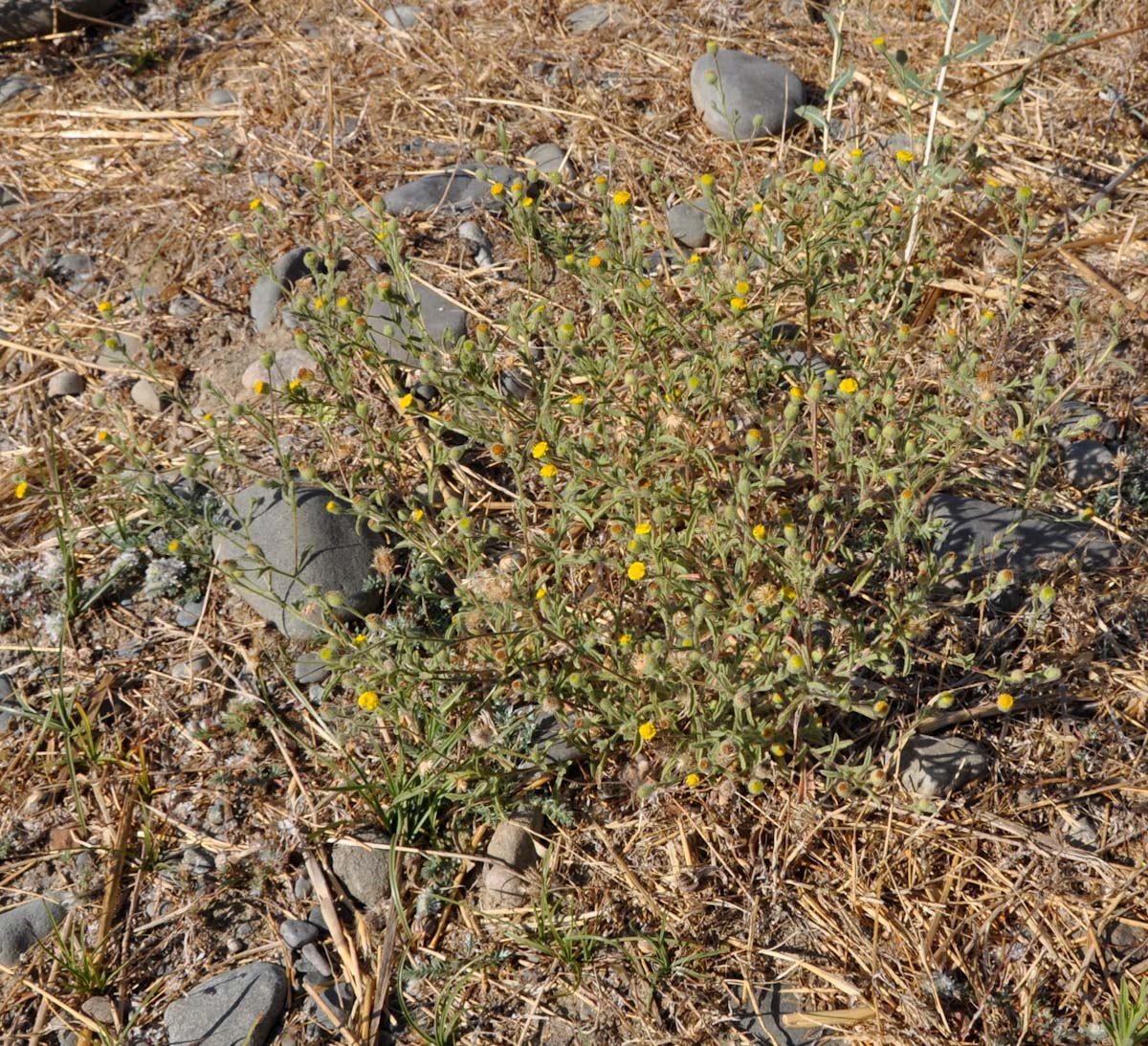 Image of Pulicaria arabica specimen.