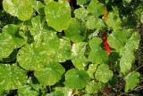 Tropaeolum majus