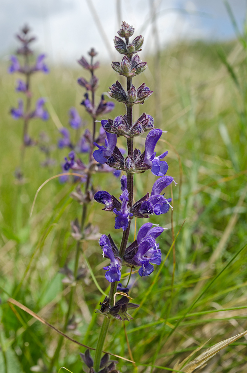 Image of Salvia stepposa specimen.