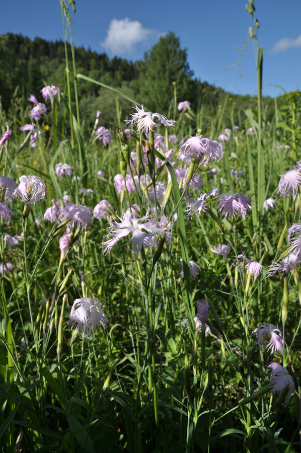 Изображение особи Dianthus sajanensis.