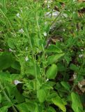 Clinopodium nepeta