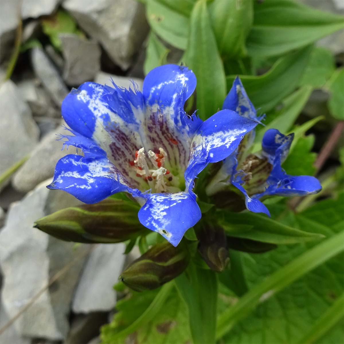 Изображение особи Gentiana septemfida.