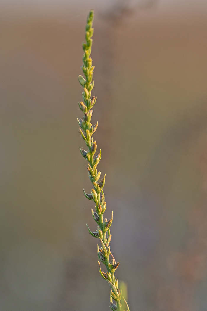 Изображение особи Thymelaea passerina.