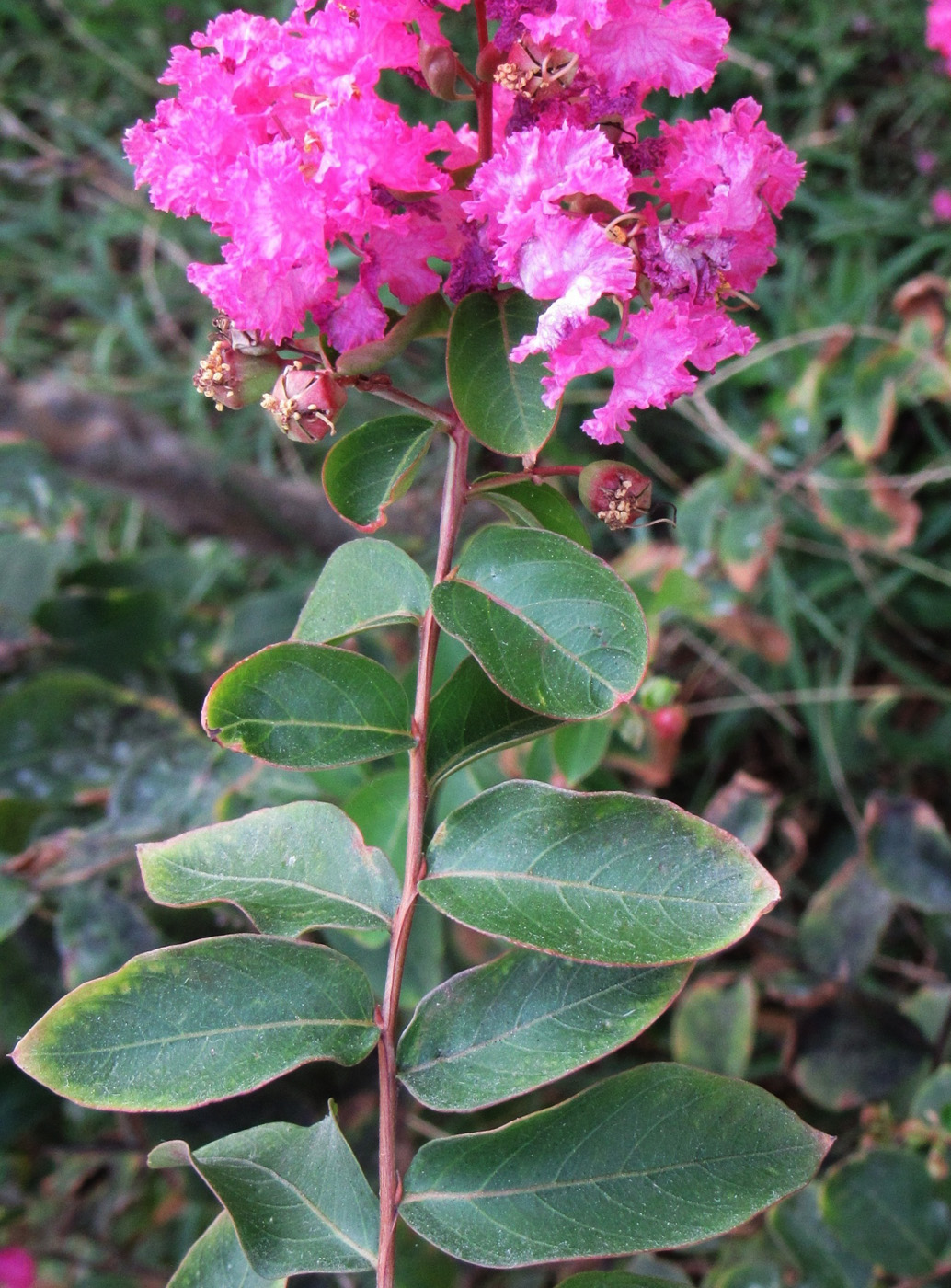 Image of Lagerstroemia indica specimen.