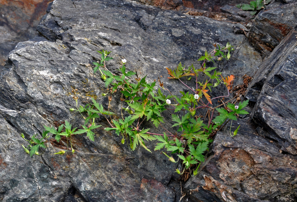 Image of Geranium sibiricum specimen.