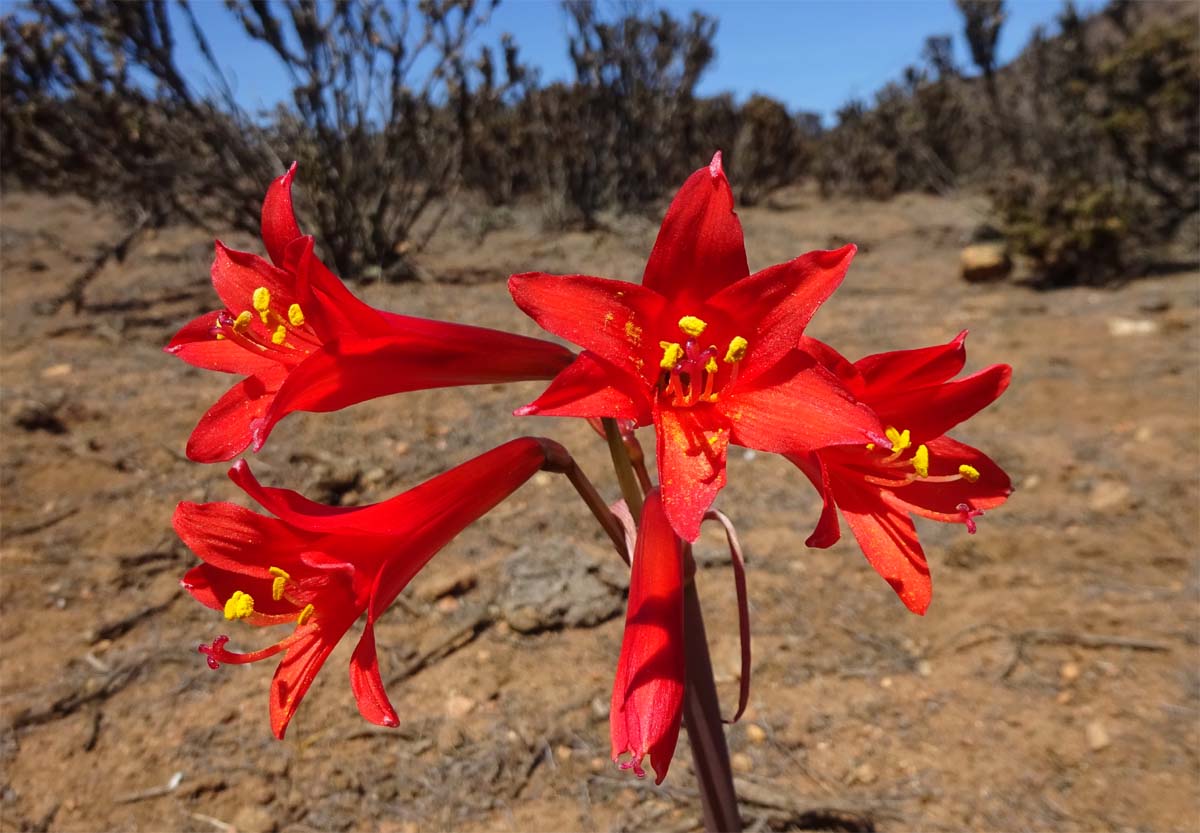 Изображение особи Rhodophiala phycelloides.