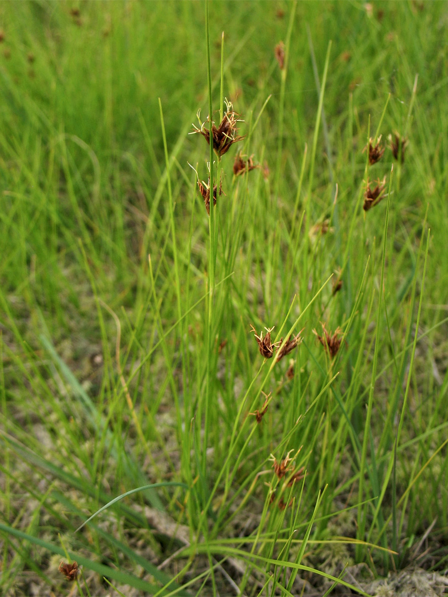 Изображение особи Rhynchospora fusca.