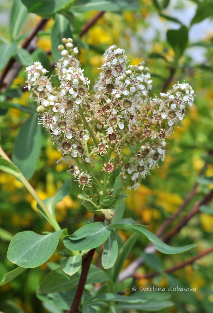 Изображение особи Sibiraea altaiensis.