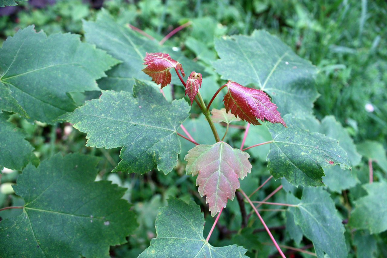 Image of Acer rubrum specimen.