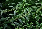 Parietaria officinalis. Верхушки цветущих растений. Сербия, горный массив Златибор, окр. пещеры Стопича, берег ручья. 13.07.2019.