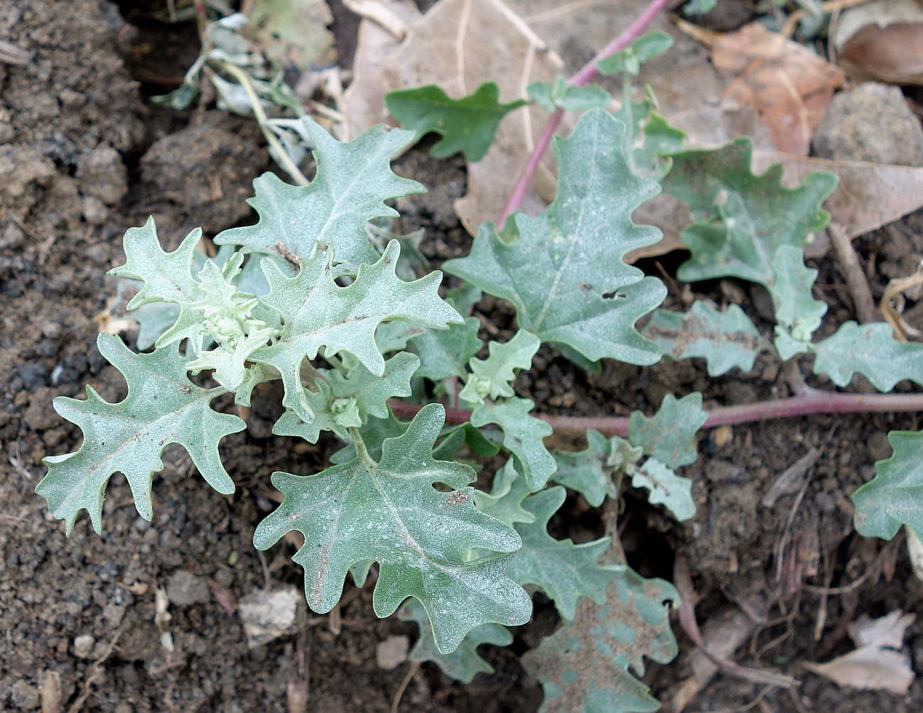 Изображение особи Atriplex tatarica.