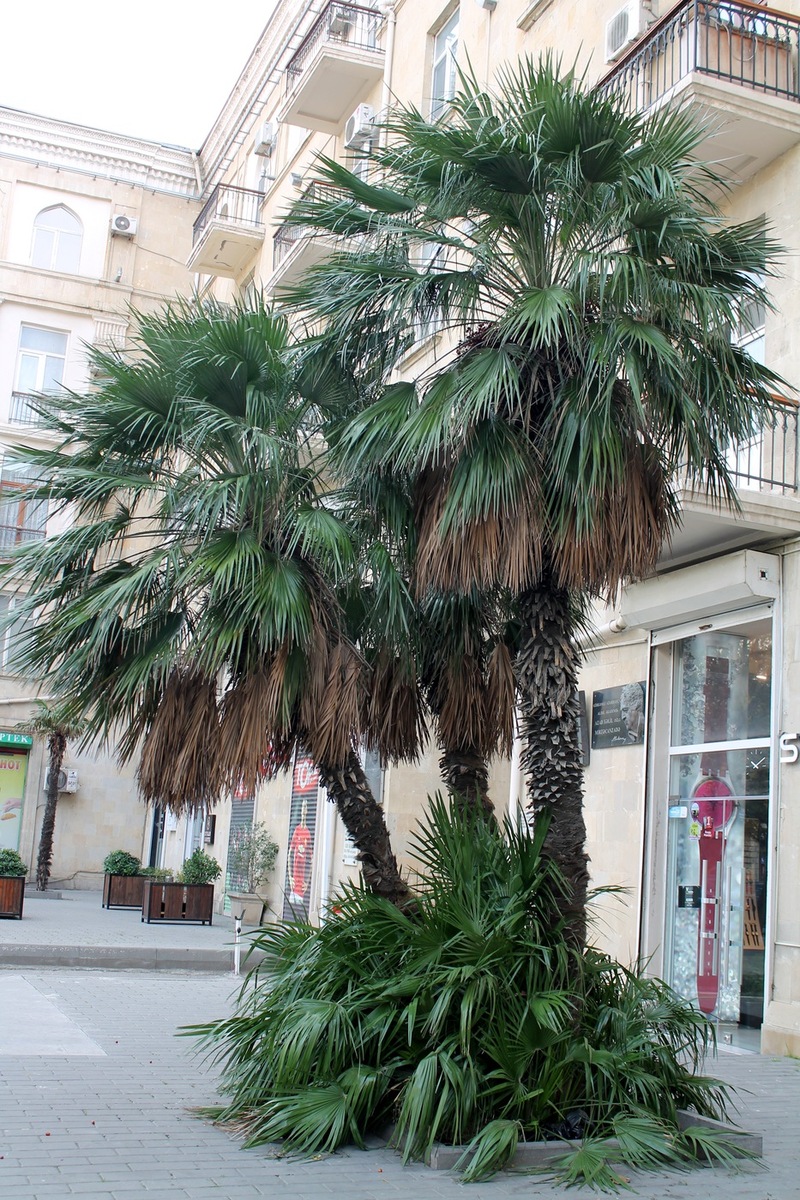 Image of Trachycarpus fortunei specimen.