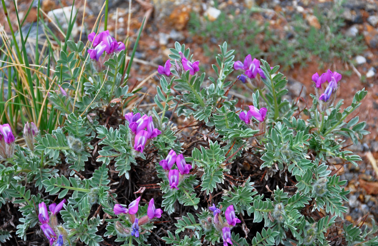 Изображение особи Oxytropis tragacanthoides.