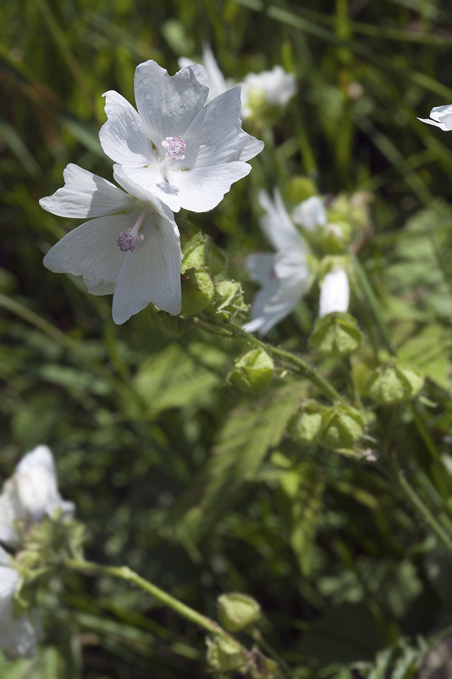 Изображение особи Malva moschata.