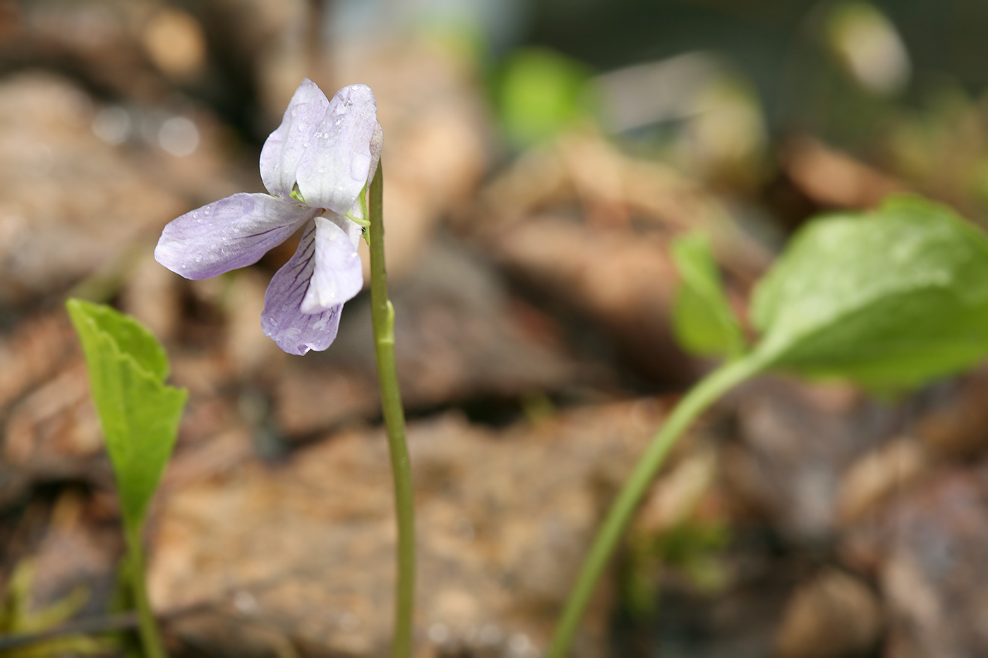 Изображение особи Viola epipsila.