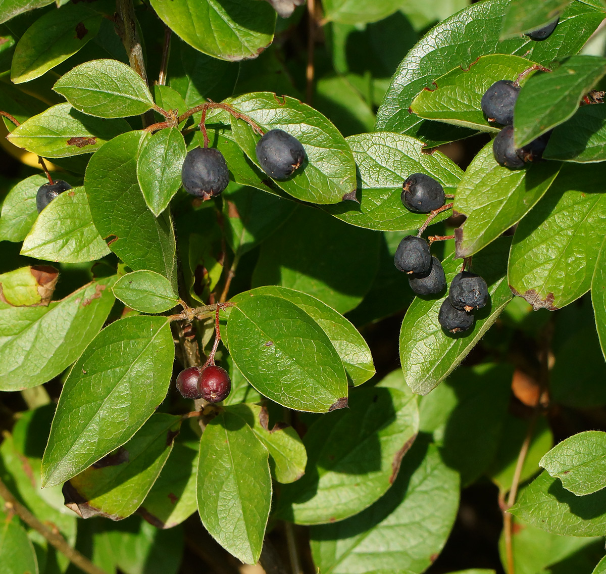 Image of Cotoneaster lucidus specimen.