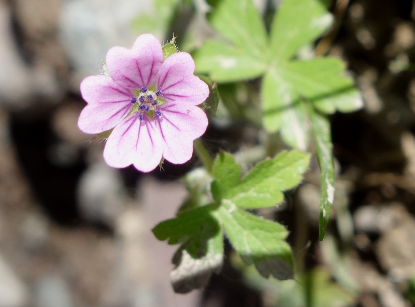 Изображение особи Geranium divaricatum.