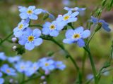 Myosotis palustris