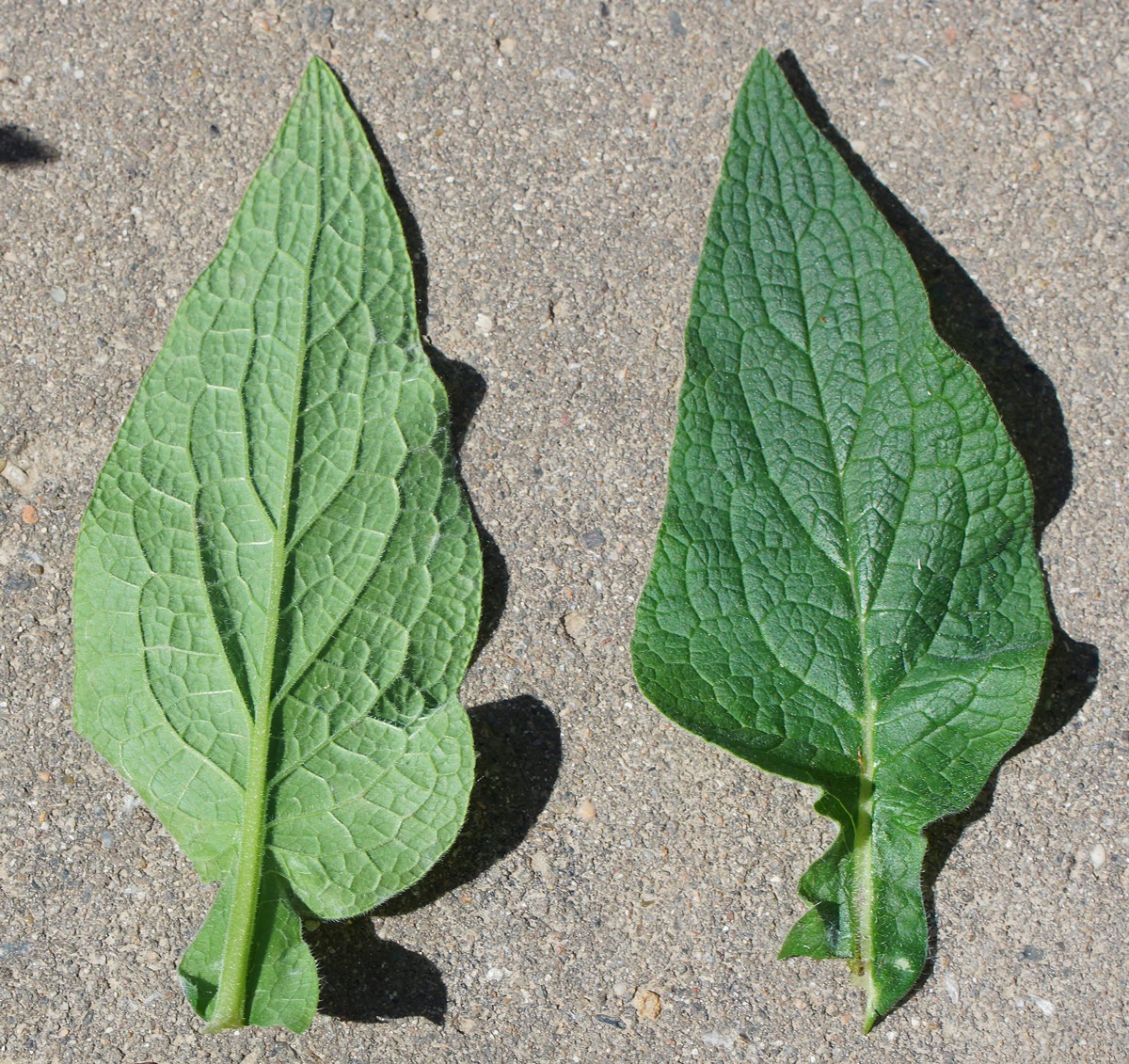 Image of Symphytum caucasicum specimen.