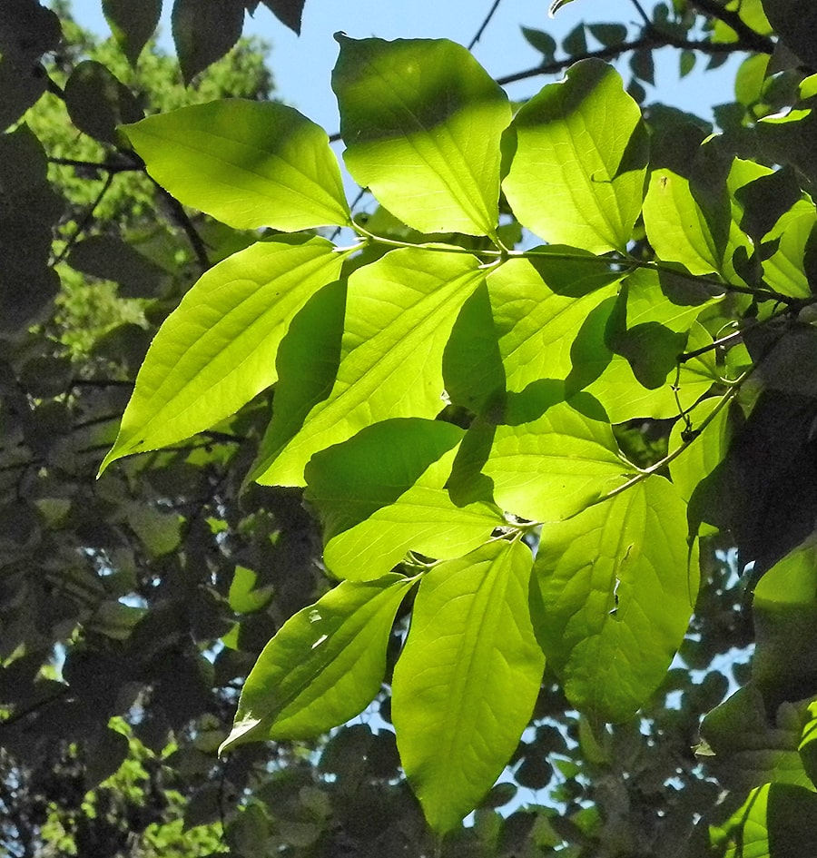 Изображение особи Heptacodium miconioides.