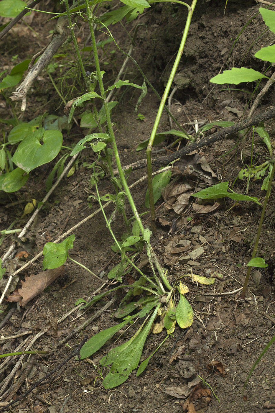 Image of Arabis pendula specimen.