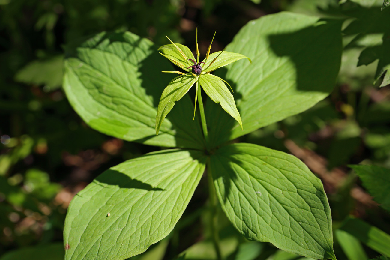 Image of Paris quadrifolia specimen.