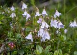 Linnaea borealis