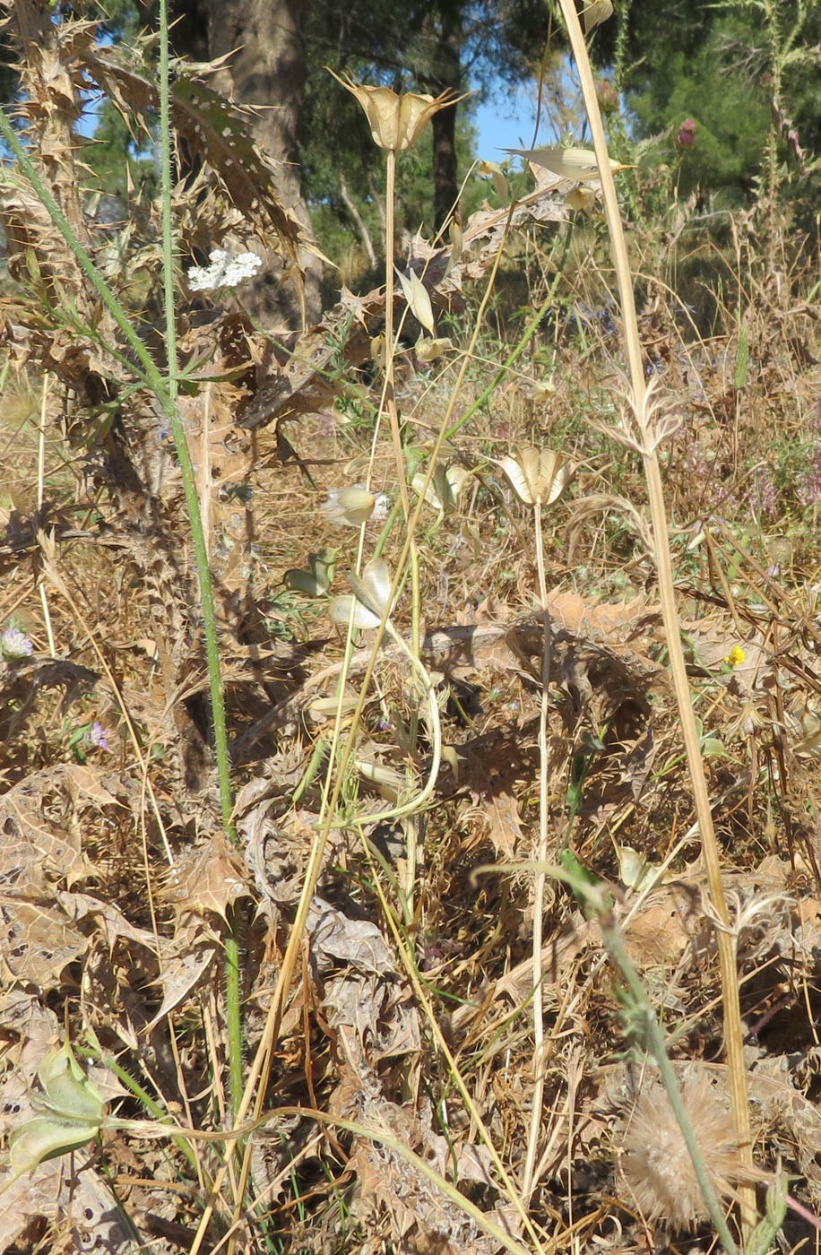 Image of Nigella ciliaris specimen.