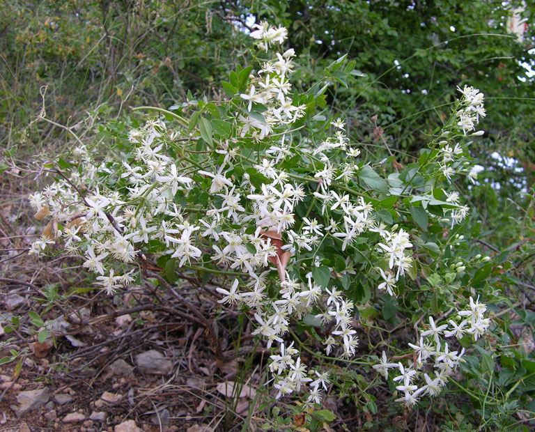 Изображение особи Clematis flammula.