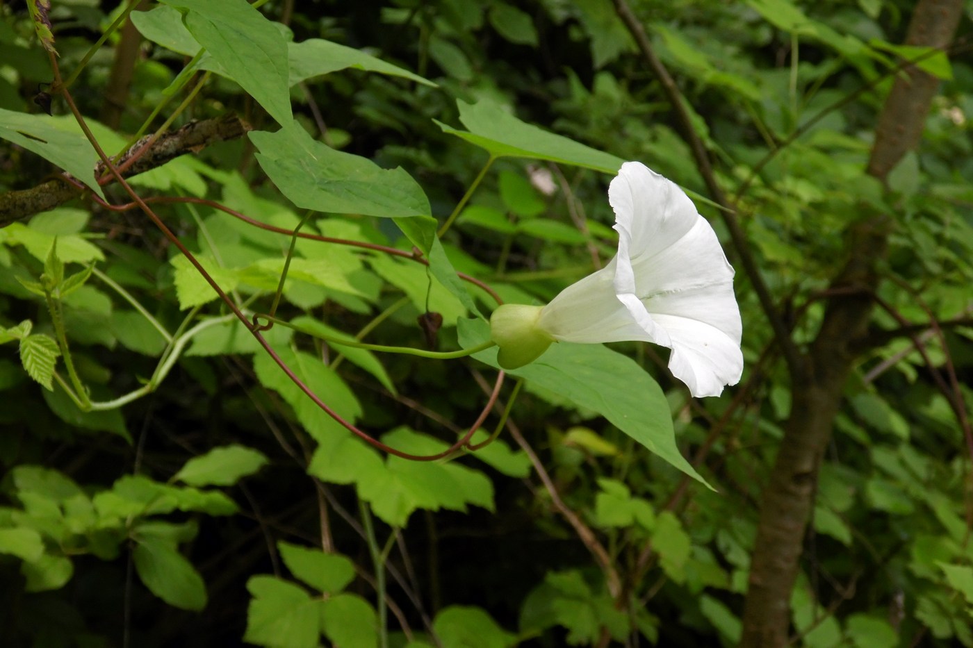 Изображение особи Calystegia silvatica.