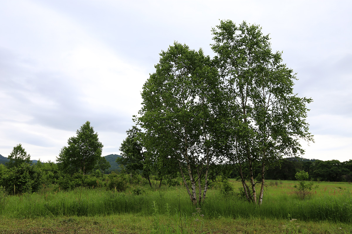 Image of Betula platyphylla specimen.