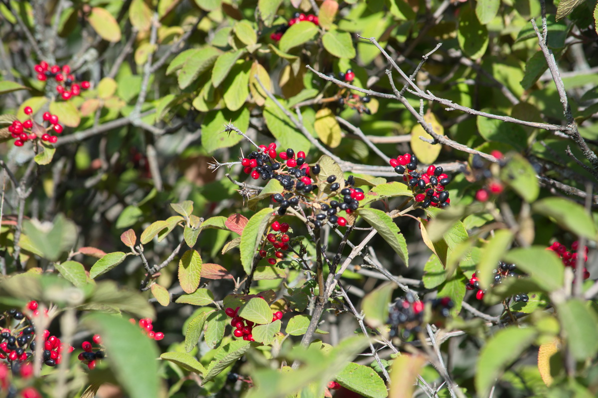 Image of Viburnum lantana specimen.