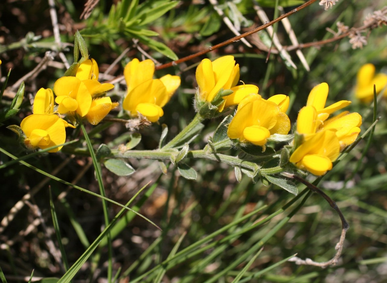 Image of Genista subcapitata specimen.