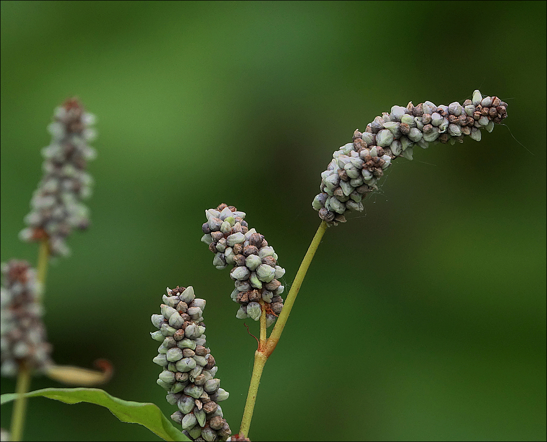 Image of Persicaria maculosa specimen.