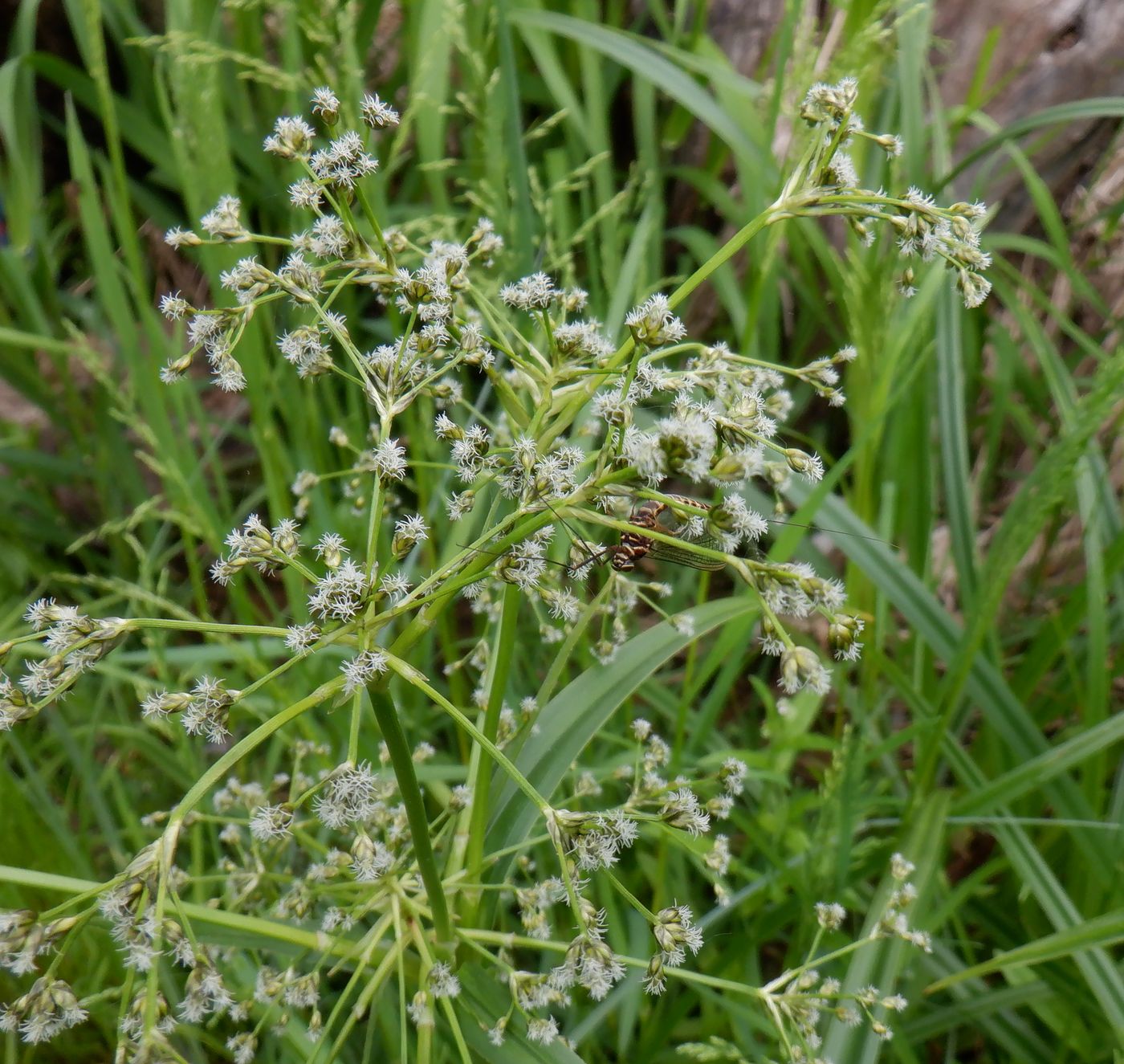 Image of Scirpus sylvaticus specimen.
