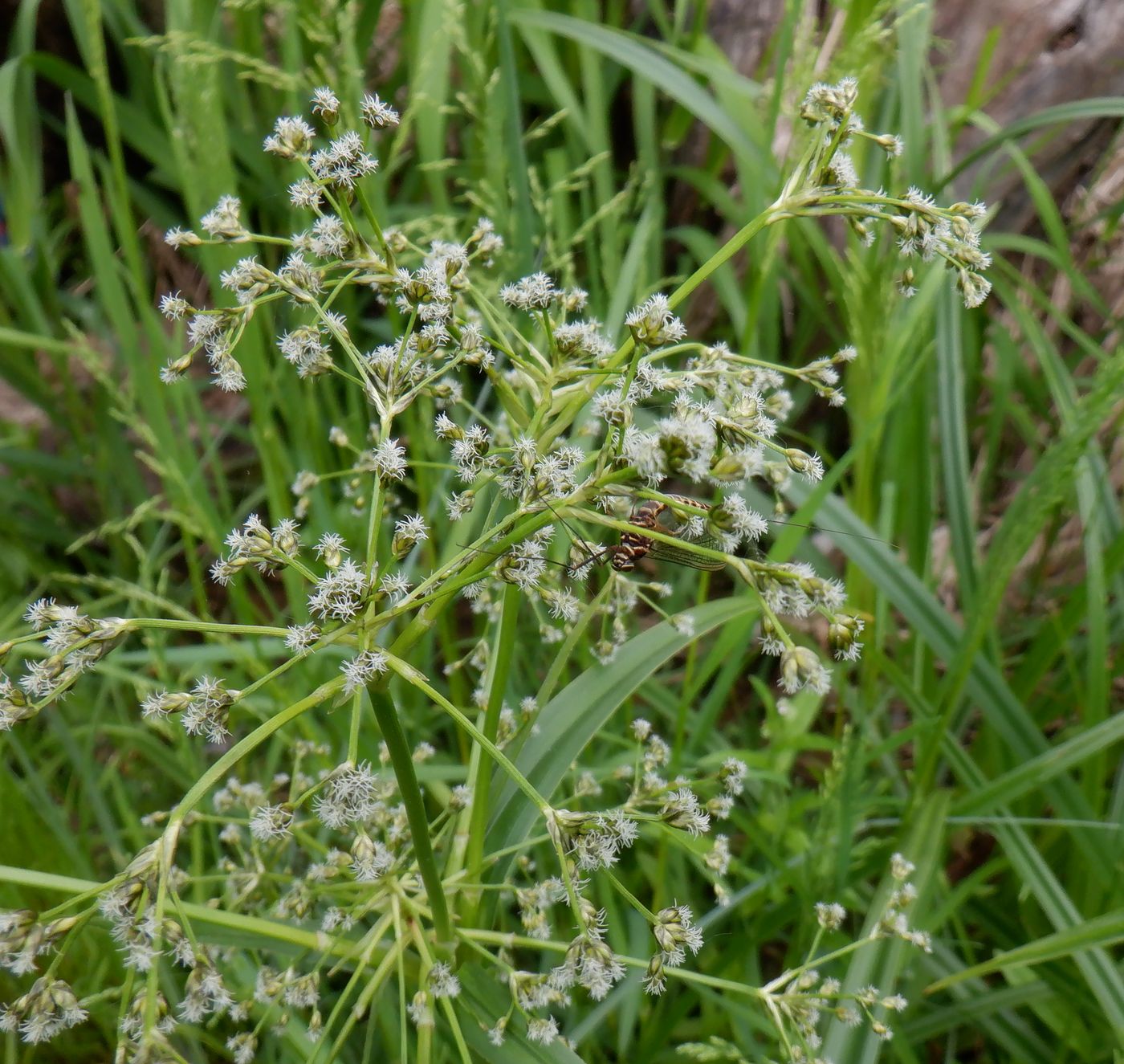 Изображение особи Scirpus sylvaticus.