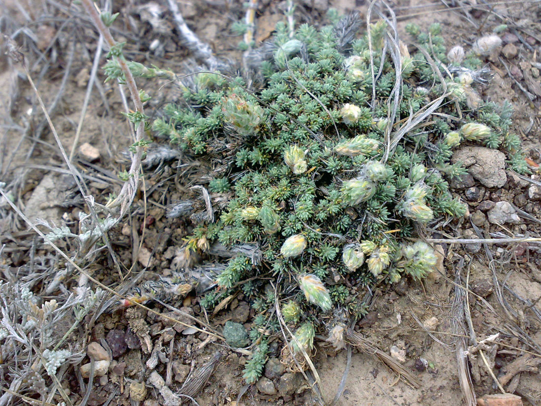 Image of Camphorosma monspeliaca specimen.