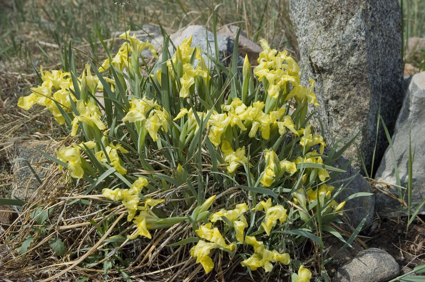 Изображение особи Iris humilis.