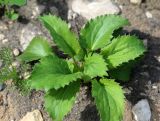 Eryngium planum. Вегетирующее растение. Республика Татарстан, Спасский р-н, окр. г. Болгар, край техногенной площадки у леса. 29.05.2019.